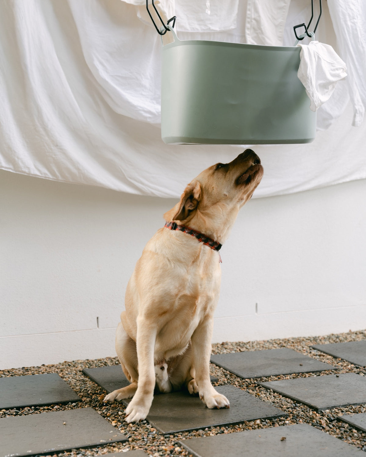 Labrador looking up at a washing basket held out of reach by Hang Easy Basket Hangers